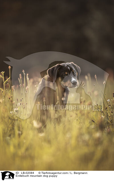 Entlebuch mountain dog puppy / LB-02084