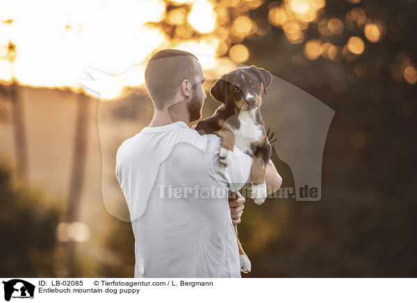 Entlebucher Sennenhund Welpen / Entlebuch mountain dog puppy / LB-02085