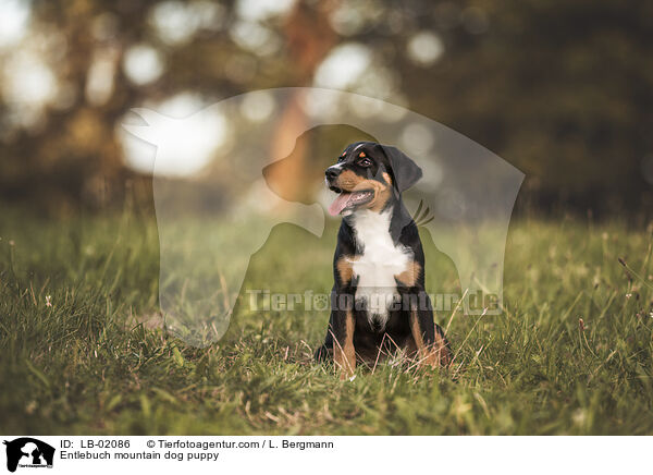 Entlebucher Sennenhund Welpen / Entlebuch mountain dog puppy / LB-02086