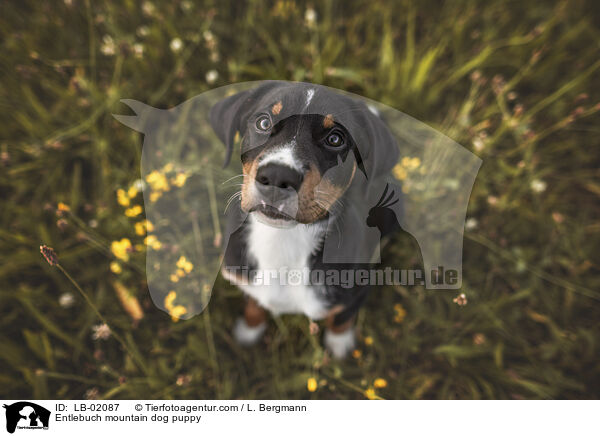 Entlebucher Sennenhund Welpen / Entlebuch mountain dog puppy / LB-02087