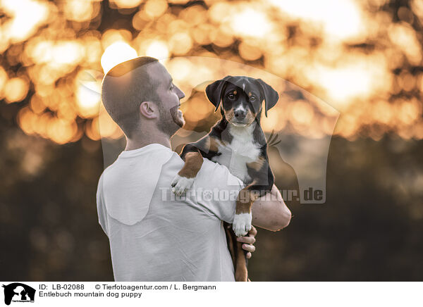 Entlebucher Sennenhund Welpen / Entlebuch mountain dog puppy / LB-02088