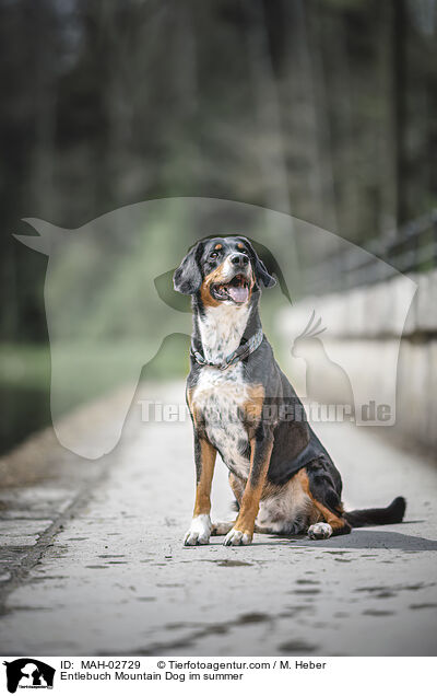 Entlebucher Sennenhund im Sommer / Entlebuch Mountain Dog im summer / MAH-02729