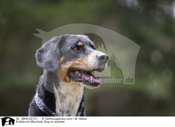 Entlebuch Mountain Dog im summer / MAH-02731