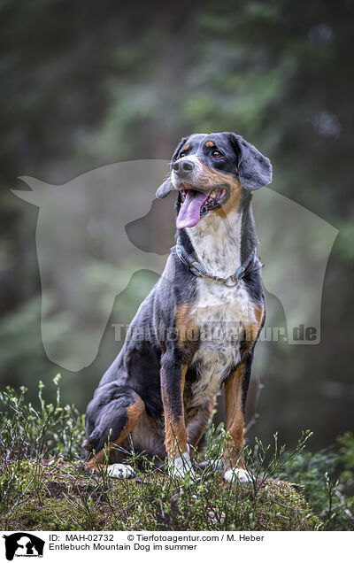 Entlebuch Mountain Dog im summer / MAH-02732