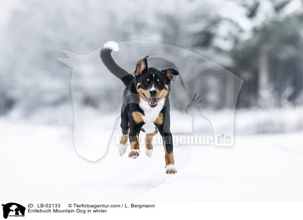 Entlebucher Sennenhund im Winter / Entlebuch Mountain Dog in winter / LB-02133