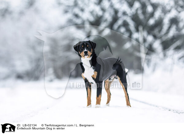 Entlebucher Sennenhund im Winter / Entlebuch Mountain Dog in winter / LB-02134
