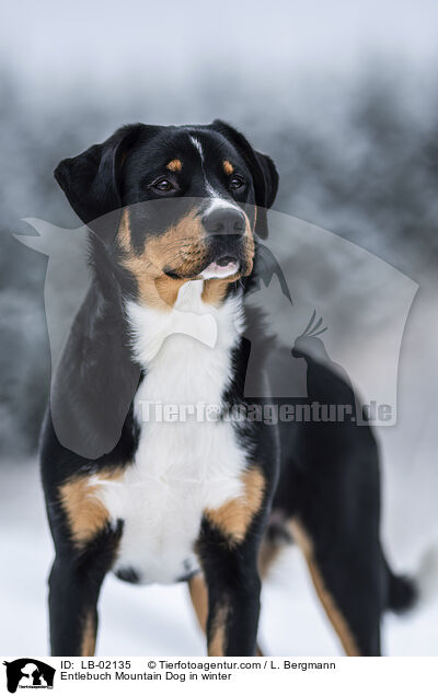 Entlebucher Sennenhund im Winter / Entlebuch Mountain Dog in winter / LB-02135