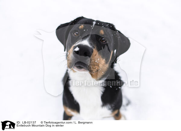 Entlebucher Sennenhund im Winter / Entlebuch Mountain Dog in winter / LB-02137