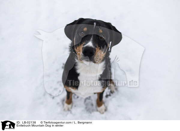 Entlebucher Sennenhund im Winter / Entlebuch Mountain Dog in winter / LB-02138