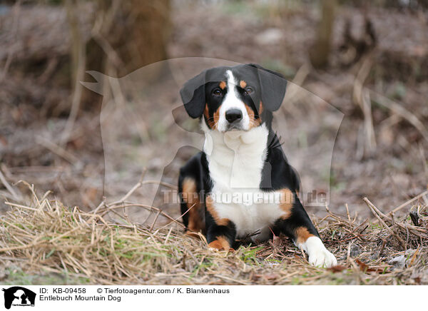 Entlebuch Mountain Dog / KB-09458