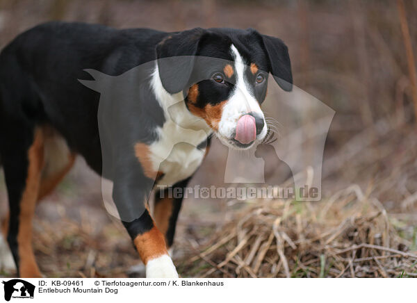 Entlebuch Mountain Dog / KB-09461