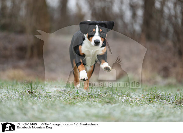 Entlebucher Sennenhund / Entlebuch Mountain Dog / KB-09465