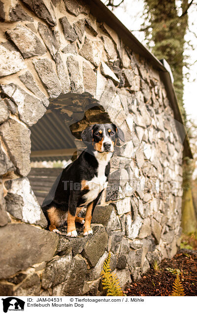 Entlebuch Mountain Dog / JAM-04531