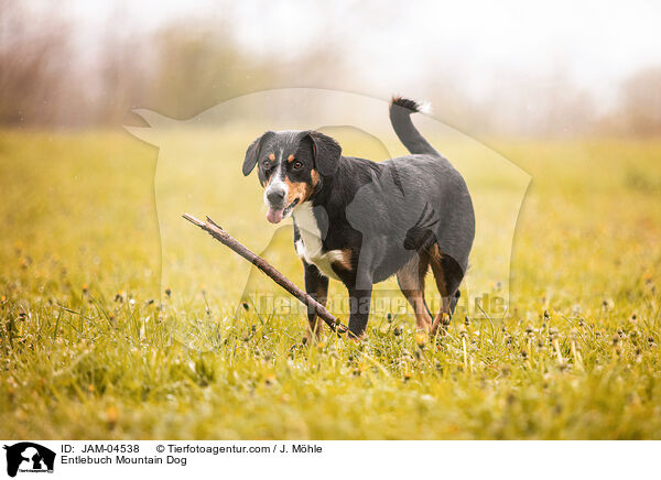 Entlebucher Sennenhund / Entlebuch Mountain Dog / JAM-04538