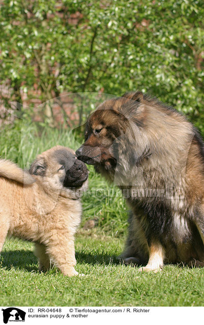 eurasian puppy & mother / RR-04648
