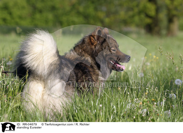 stehender / standing Eurasier / RR-04679