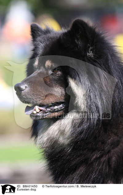 Eurasier / Eurasian dog / BM-01450