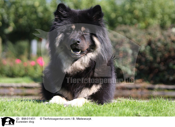 Eurasier / Eurasian dog / BM-01451
