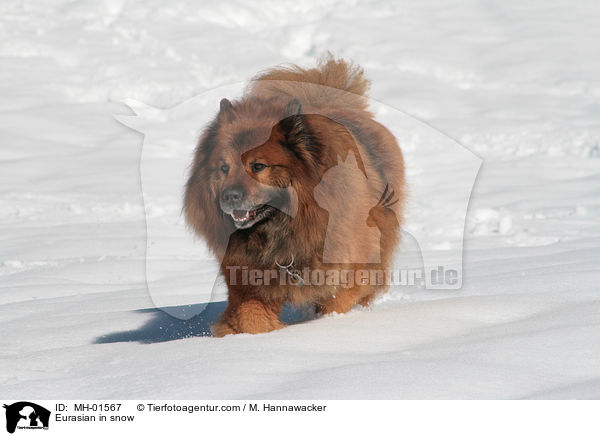 Eurasier im Schnee / Eurasian in snow / MH-01567