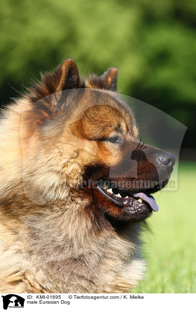 Eurasier Rde / male Eurasian Dog / KMI-01695