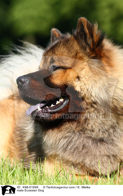 Eurasier Rde / male Eurasian Dog / KMI-01696