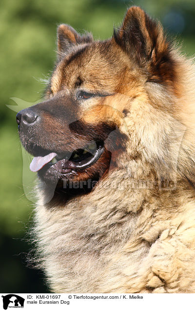 Eurasier Rde / male Eurasian Dog / KMI-01697