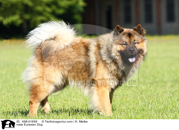 Eurasier Rde / male Eurasian Dog / KMI-01699