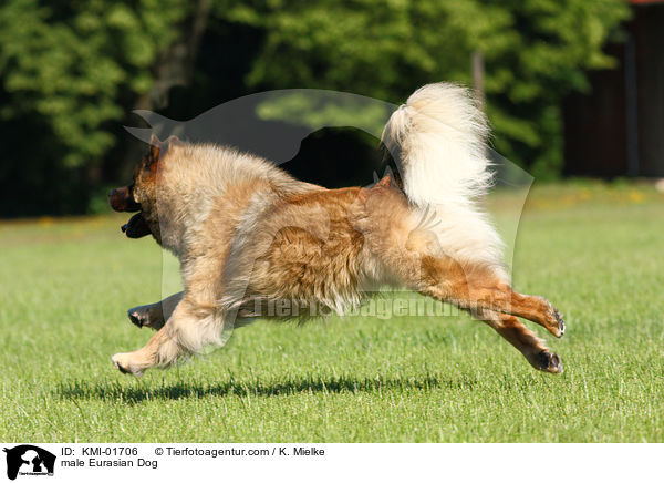 Eurasier Rde / male Eurasian Dog / KMI-01706