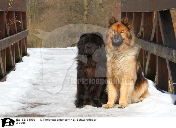 2 dogs / SS-31596