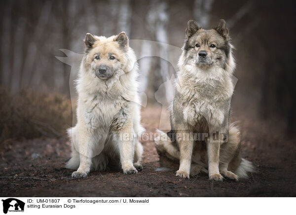 sitting Eurasian Dogs / UM-01807