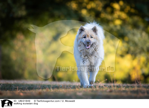 walking eurasian dog / UM-01849