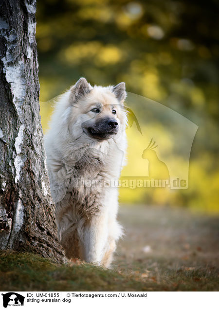sitting eurasian dog / UM-01855