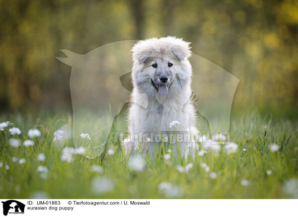 eurasian dog puppy / UM-01863