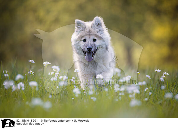 eurasian dog puppy / UM-01869