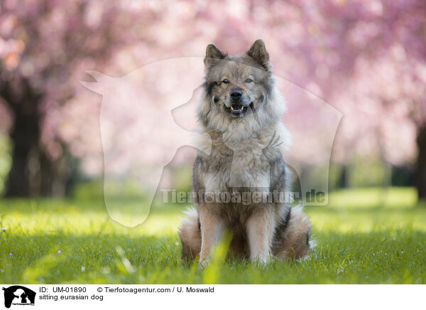 sitting eurasian dog / UM-01890