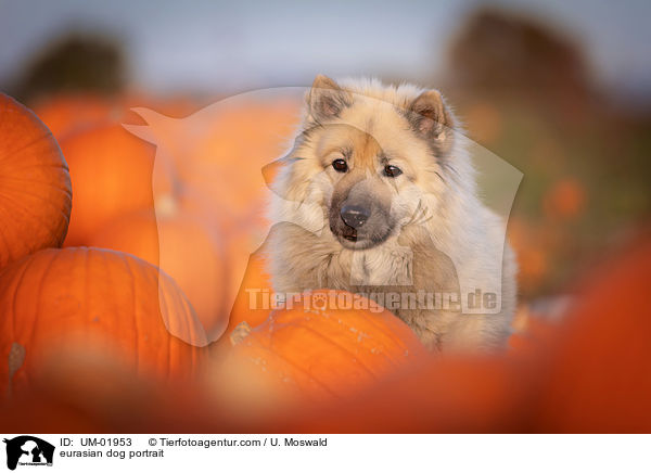 eurasian dog portrait / UM-01953