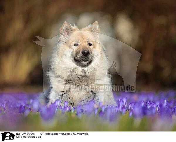 lying eurasian dog / UM-01961