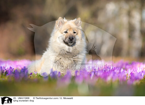 lying eurasian dog / UM-01968