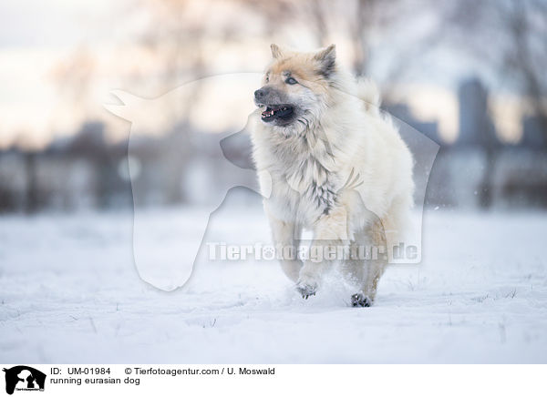 running eurasian dog / UM-01984