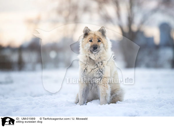 sitting eurasian dog / UM-01989