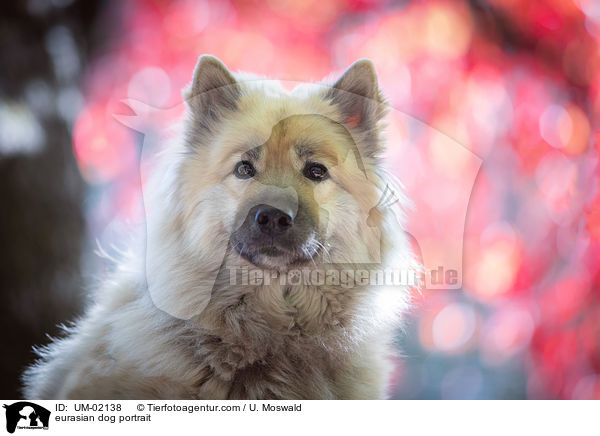 eurasian dog portrait / UM-02138
