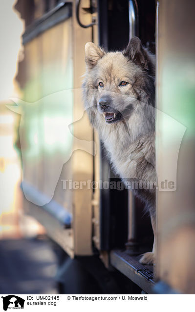 eurasian dog / UM-02145