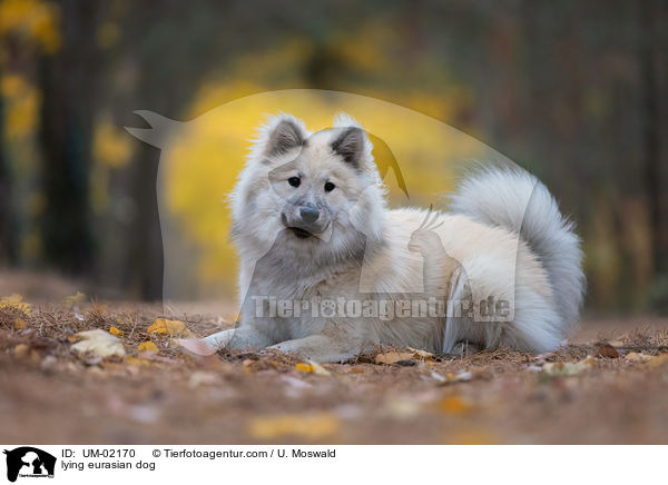 lying eurasian dog / UM-02170