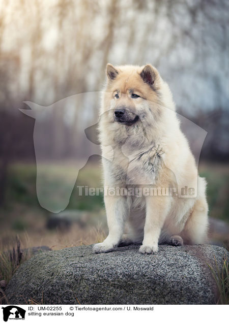 sitting eurasian dog / UM-02255