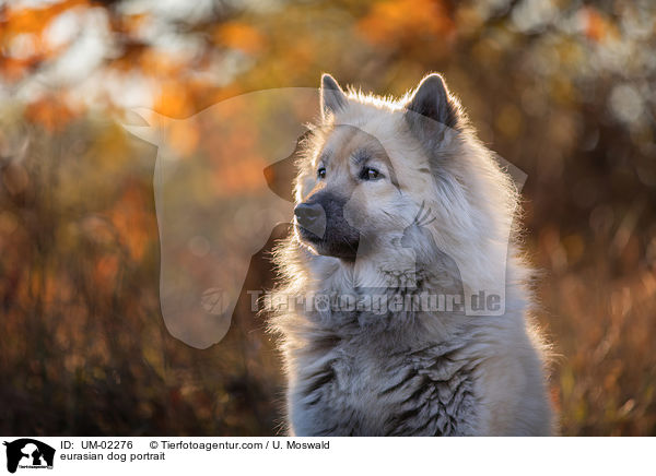eurasian dog portrait / UM-02276