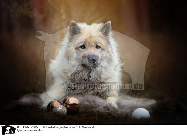lying eurasian dog / UM-02385