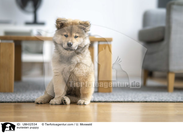 eurasian puppy / UM-02534