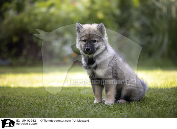 eurasian puppy / UM-02542