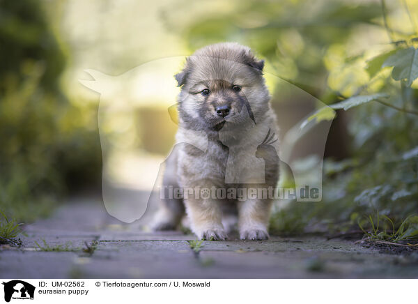 Eurasier Welpe / eurasian puppy / UM-02562