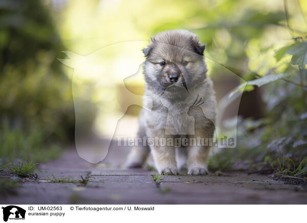 eurasian puppy / UM-02563